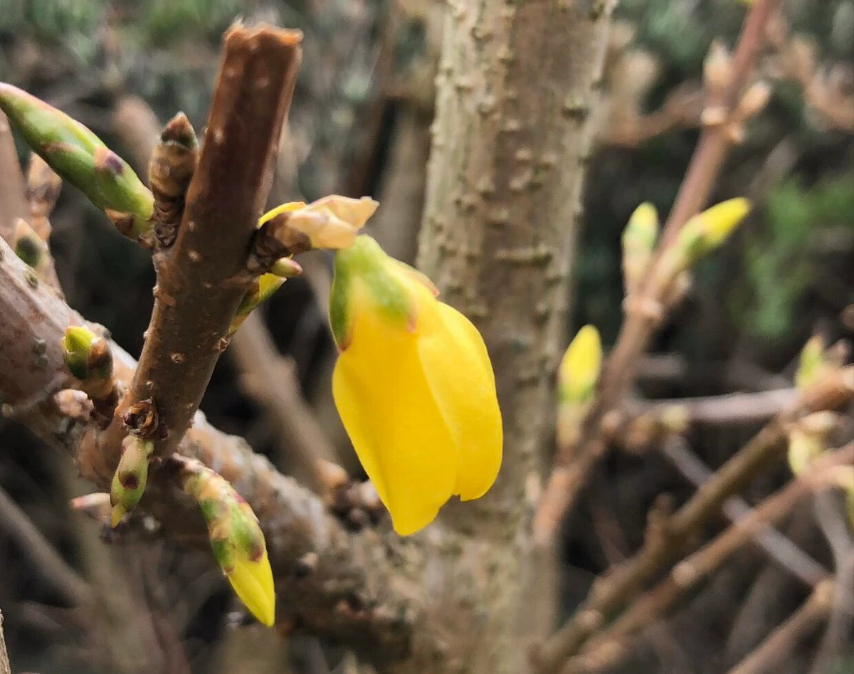 Rüyada Ağaç Çanağı görmek